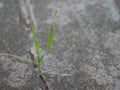 Green weed growing through crack in  gray  cement Royalty Free Stock Photo