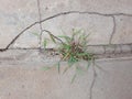 A green weed grows on the concrete walkway.