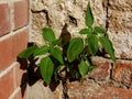 Green weed plant growing out of old, grunge stone and brick wall cracks Royalty Free Stock Photo