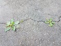 Green weeds in crack in black asphalt or pavement