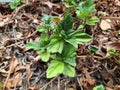 Green weeds in the garden