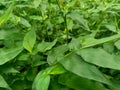 Green weeds grass on the nature background