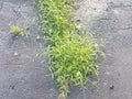 Green weeds growing in cracks in asphalt