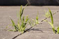 Green weeds growing through cracks in concrete sidewalk in sunlight. Royalty Free Stock Photo