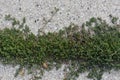 Green Weeds Growing on Sidewalk, Summer Background Royalty Free Stock Photo