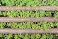 Green weeds and rusting steel bar