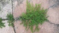 Green weeds thrive on some rock cracks Royalty Free Stock Photo