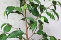 green weeping fig ficus plant