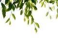 Green Weeping fig, Ficus tree branch isolate on white background