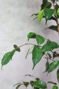 green weeping fig plant indoors