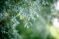 green weeping willow leaves texture background.