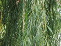 green weeping willow leaves texture background