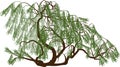 Green weeping willow on white