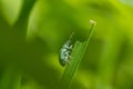 green weevil on a grass, incredible wildlife Royalty Free Stock Photo