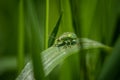 green weevil on a grass, incredible wildlife Royalty Free Stock Photo