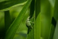 green weevil on a grass, incredible wildlife Royalty Free Stock Photo