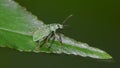 Green weevil on green leaf taken in the BWCA - Boundary Waters Canoe Area in Northern Minnesota Royalty Free Stock Photo