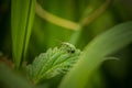 green weevil on a leaf, incredible wildlife Royalty Free Stock Photo