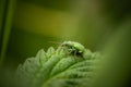 green weevil on a leaf, incredible wildlife Royalty Free Stock Photo