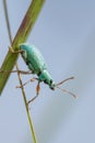 Green Weevil (Polydrusus formosus) Royalty Free Stock Photo