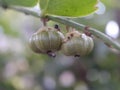 Green weird fruit like pumpkin Royalty Free Stock Photo