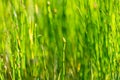 Green well lit horse tail reed background in a park Royalty Free Stock Photo