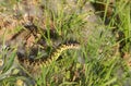 Green or Western whip snake (Hierophis viridiflavus) Royalty Free Stock Photo