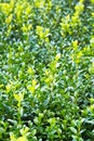 Green wet foliage of buxus Royalty Free Stock Photo