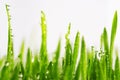 Green wet grass with dew on a blades isolated Royalty Free Stock Photo