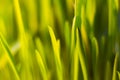 Green wet grass with dew on blades Royalty Free Stock Photo