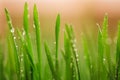 Green wet grass with dew on a blades Royalty Free Stock Photo