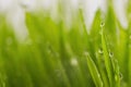 Green wet grass with dew on a blades Royalty Free Stock Photo