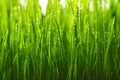 Green wet grass with dew on a blades Royalty Free Stock Photo