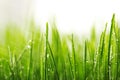 Green wet grass with dew on a blades Royalty Free Stock Photo