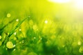 Green wet grass with dew on a blades. Shallow DOF Royalty Free Stock Photo