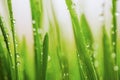 Green wet grass with dew on a blades Royalty Free Stock Photo