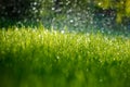 Green wet grass Royalty Free Stock Photo