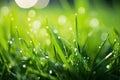 Green wet grass in water drops after rain. Fresh summer plants in sunlight. Royalty Free Stock Photo