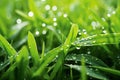 Green wet grass in water drops after rain. Fresh summer plants in sunlight. Royalty Free Stock Photo