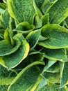 Green wet Hosta leaves with rain drops natural background top view Royalty Free Stock Photo