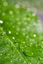 Green wet leaf Royalty Free Stock Photo