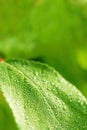 Green wet leaf background Royalty Free Stock Photo