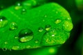 Green wet leaf with droplets Royalty Free Stock Photo