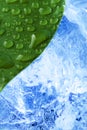 Green wet leaf with ice Royalty Free Stock Photo