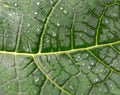 The green wet leaf of papaya. Royalty Free Stock Photo