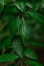 Green wet leave after rain with water drops fresh air and ecology thematic vertical picture concept Royalty Free Stock Photo