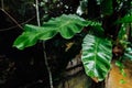 Green wet leaves in the jungle during the rainy season Royalty Free Stock Photo