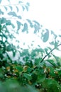 Green wet leaves of the tree with rain drops in rainy autumn day close up Royalty Free Stock Photo