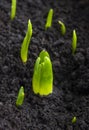 Green, wet plant sprouts, planting of hyacinth and tulip bulbs Royalty Free Stock Photo