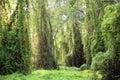 Green Wetland Forest